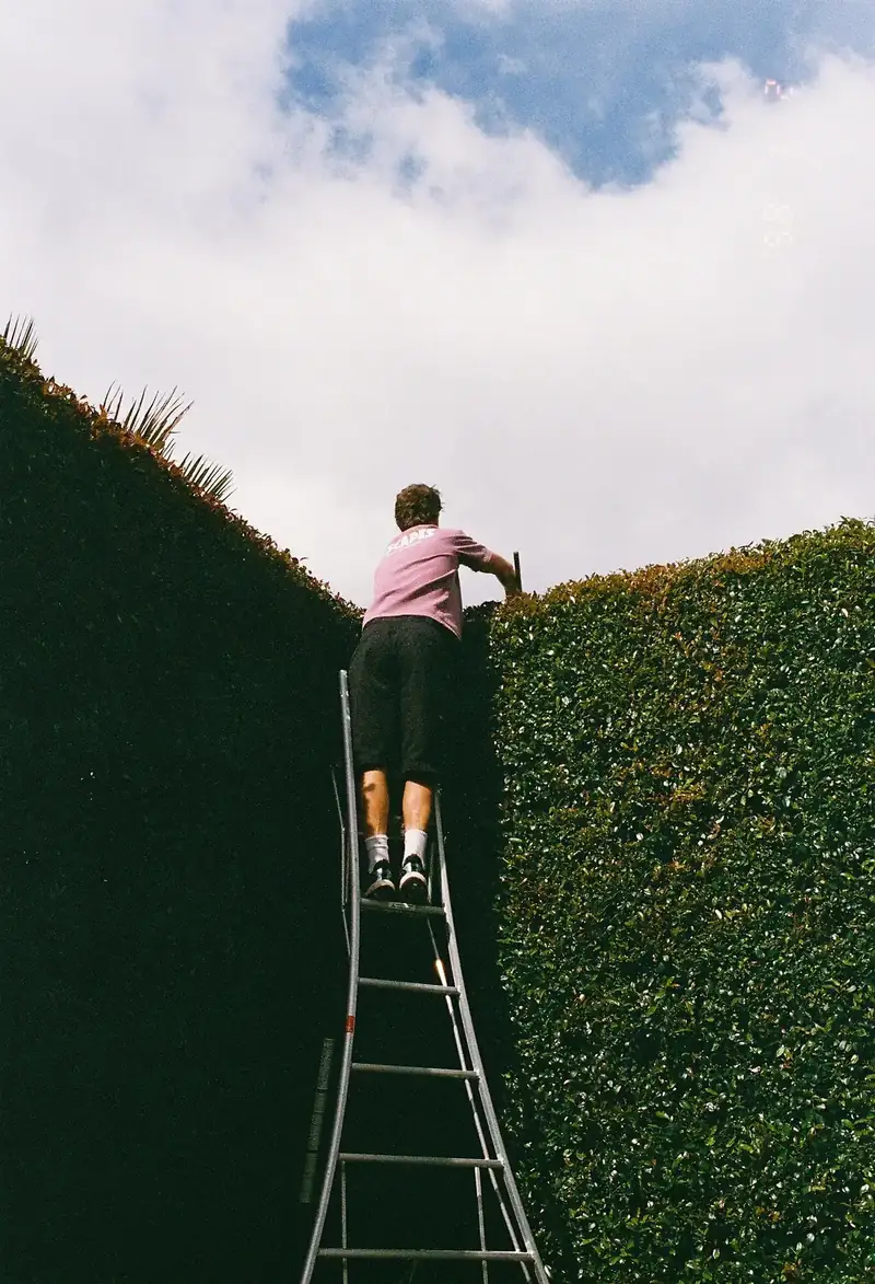 Lavscapes owner trimming hedge on ladder
