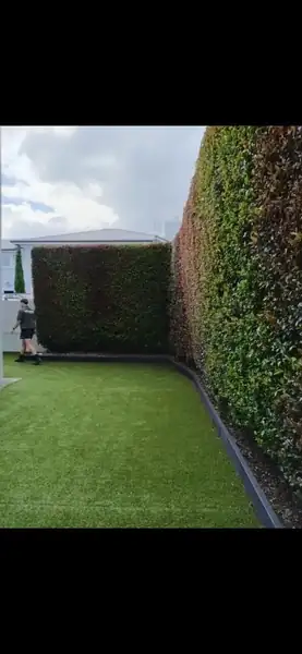 Precision hedge trimming with manicured lawn