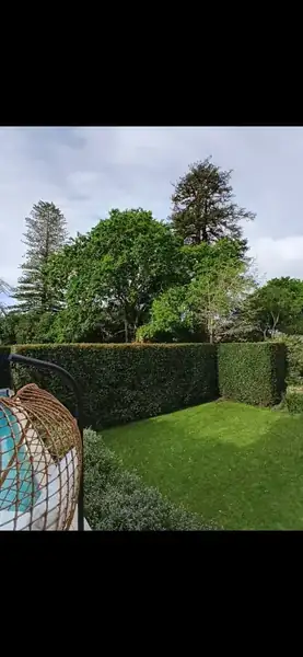 Manicured hedges and lawn garden maintenance