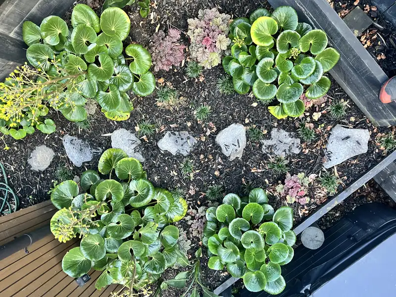 Garden planting by Lavscapes Auckland