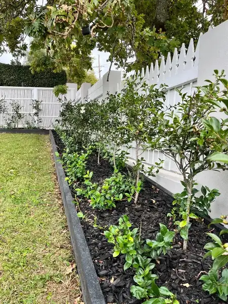 Hedge planting along fence line with mulch